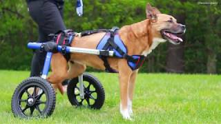 Marleys First Steps in Donated Walkin Wheels Dog Wheelchair from Joeys Paw [upl. by Aceber394]