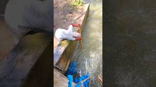 Amezine Hand Fishing in Village River fishing riverfishing river netfish netsfishing shorts [upl. by Enimasaj]