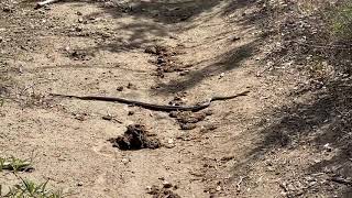 HUGE striped racer whip snake [upl. by Parcel]