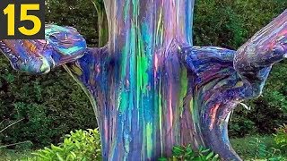 Top 15 STRANGE Trees you Didnt Know Existed [upl. by Nhor]