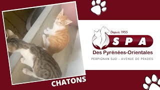 SPA Perpignan Sud  Chaton à adopter [upl. by Haidabo990]