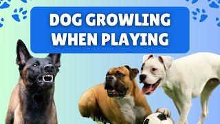 Dog Growling When PLAYING Is This a Sign of AGGRESSION [upl. by Biagi]