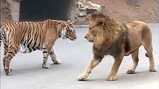 Lion VS Tiger Real Fight  Tough Creatures Ep 4 [upl. by Arabele342]