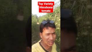 टमाटर की अधिकतम उपज देने वाली किस्म Himsona tomato syngenta ka himsona tomato [upl. by Nnylassej]