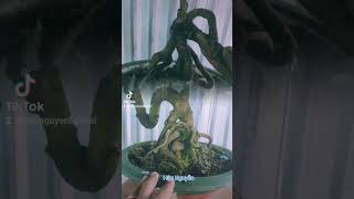 Mai bonsai bonsai maivang caycanh [upl. by Studley635]