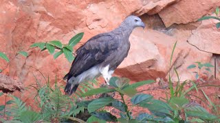 Wild GREYHEADED FISH EAGLE Singapore [upl. by Nosnah]