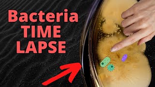 WASHED vs DIRTY Hands Bacteria TIMELAPSE FRIGHTENING [upl. by Asillem]