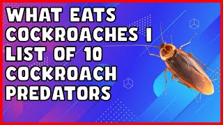 What Eats Cockroaches  List of 10 Cockroach Predators [upl. by Oluap]