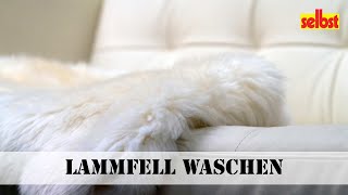 Lammfell waschen [upl. by Annie]