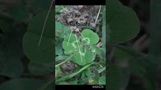 palmately compound leaves class11 biology neet study nature [upl. by Eibba]