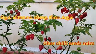 நெய் மிளகாய் விதை கிடைக்கும் 🤩 ghee chilli seeds sales garden maadithottam organic மாடிதோட்டம் [upl. by Ymerrej603]