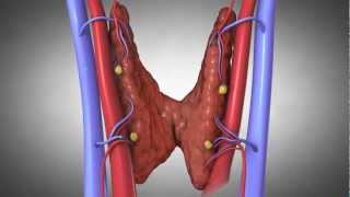 Parathyroid Glands and Hyperparathyroidism Amazing Animation [upl. by Avilo718]