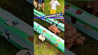 🐇🆚🐢 Conejo vs tortuga  Esemajeengasado LaCerpetadelosvrgzos youtube shorts [upl. by Rozele]