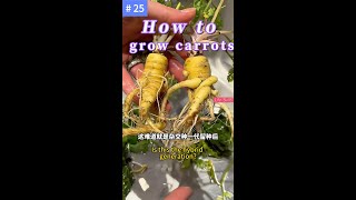 How to plant new carrots with carrot headsplant [upl. by Ailito]