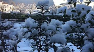 Snow flowers winter nature [upl. by Diamond]