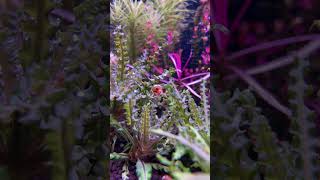 Ramshorn Snail 🐌 aquariumshopdinajpur aquascape [upl. by Assyli]