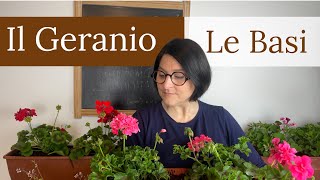 Geranio tutto ciò che devi sapere per averli stupendi  Pelargonium [upl. by Elery]