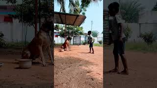 Great Dane dog in village dog pets puppy petlover dogs [upl. by Doowyah742]