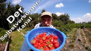 Gesunde Erdbeeren aus dem eigenen Garten ernten [upl. by Aiken]