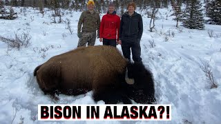 S21Ep8 DIY Farewell Alaska Bison Hunt Unforgettable [upl. by Nevaed335]