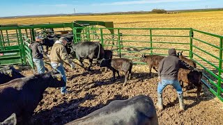 Catching Cows With Arrowquip Heeler [upl. by Jezabella303]