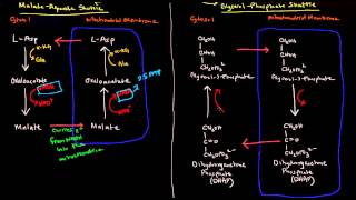 Shuttle Mechanisms MalateAspartate and GlycerolPhosphate [upl. by Aronaele]