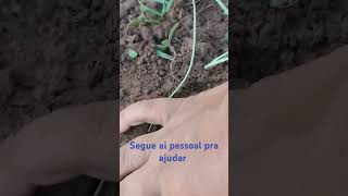 roça hortaliças plantas gratidão a Deus [upl. by Ivz]