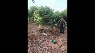 Photinia Fraseri Plants Of Container Make Transplanting Easily [upl. by Manon]