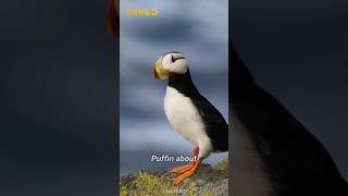 Puffin  Cute Bird on Earth  Horned Puffins Life shorts [upl. by Sergias671]