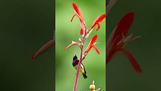 Beautiful Sunbird male and female sunbird wildlifephotography [upl. by Bobbie35]