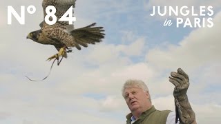 The Art of Falconry Roaming the Countryside with Trained Birds of Prey Hampshire England [upl. by Efinnej377]