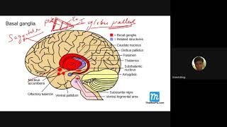 Basal ganglia Extra pyramidal system and Parkinsons disease [upl. by Maggio]