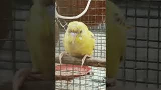 CHAI BANA LAYE ACHCHHA😅BUDGIES 🦜PARROTS [upl. by Yahsram438]