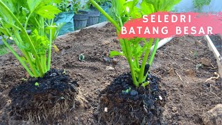 Pindah Tanam Seledri Batang Besar Usia 2 Bulan Celery Tall Utah [upl. by Clementia]