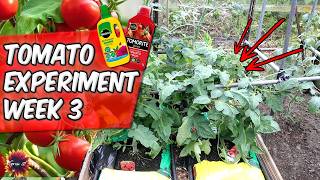 3 Week Update 🍅 Tomato Food Vs Miracle Gro All Purpose Fertilizer 🍅 Tomato Experiment 2024 [upl. by Ardnosal]