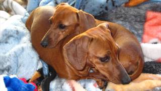 This Is a Happy Story Dachshund Puppy Dogs Rescued amp Spoiled Playing With Toys amp Laser Pointer [upl. by Ylrebmek238]