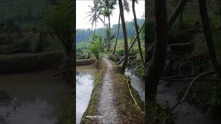 rain in the village alam nature music [upl. by Merete]