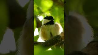 Blackcapped Chickadee 🐧 The Energetic Songster factsemporium blackcappedchickadees birds [upl. by Ytnom]