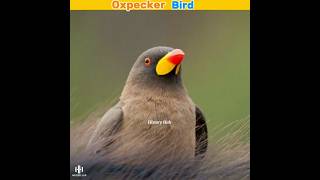 Oxpecker Doctor Bird 😳  HistoryHub shorts [upl. by Geralda]