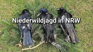 Niederwildjagd in NordrheinWestfalen [upl. by Yrelbmik]