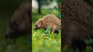 3 Fascinating Facts About Hedgehogs  Natures Little Marvels [upl. by Alcina]