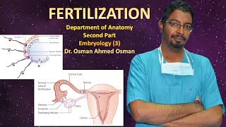 3 fertilization second Part [upl. by Reviere]