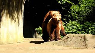 Hagenbeck Tierpark [upl. by Herman]