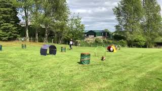 Hoopers Dog Agility Champion at Plas Issa Farm [upl. by Baruch]