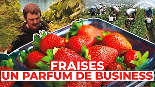 Fraises  un parfum de business [upl. by Omari352]