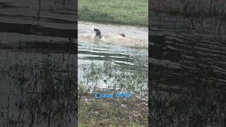 crazydog funnydogs viraldog viralvideo love love dog Russia dog loves [upl. by Ellata306]