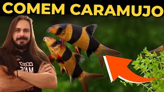 🔴PEIXES QUE COMEM CARAMUJOS Mr Betta [upl. by Yanehs]