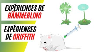 Expériences de Griffith et Hämmerling  Localisation et nature de linformation génétique [upl. by Islean]