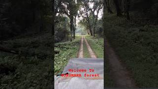 Gorumara National Park Live Streaming 2024 travel gearlessabir gorumaranationalpark forest [upl. by Bellis]