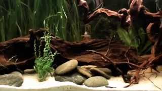 SouthAmerica biotope aquariummp4 [upl. by Zsuedat]